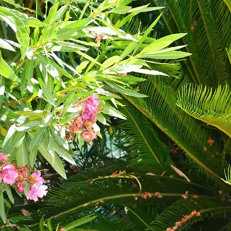 Giardino Sul Mare * سان بنيديتّو ديل ترونتو